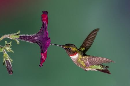 Hummingbird drinking from a flower