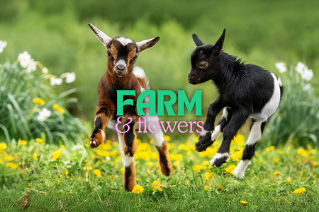 two baby goats jumping and playing in with yellow and white flowers in the background