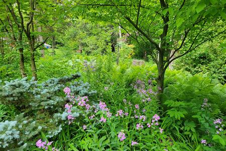 View of a layered landscape all green in bloom with flowers, trees, and shrubs in the woods.