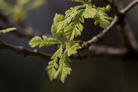 Green leaves of a bur oak tree on a new spring branch. 