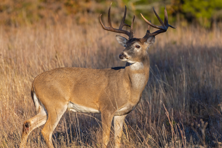 A deer in the field