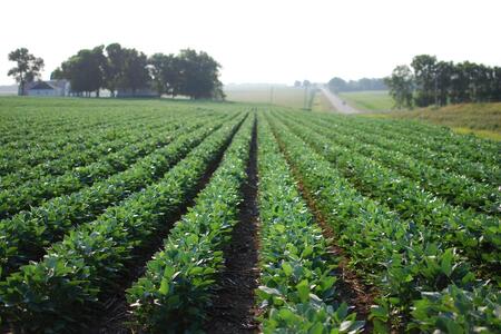 soybeans