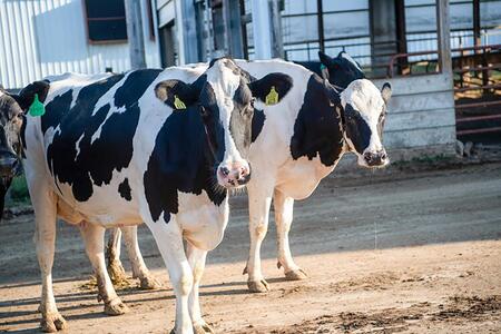 Two black and white dairy cows in a farm lot