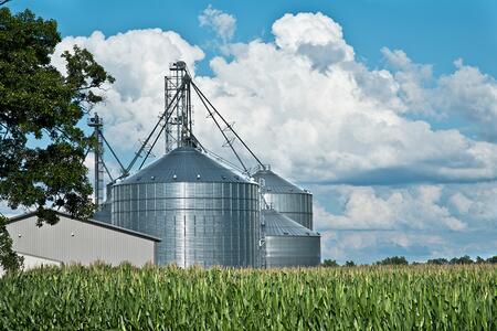 A corn field with a barn and grain bin in the background.