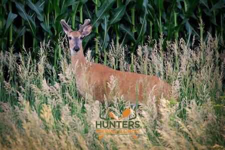 dear standing in tall grass with corn behind it