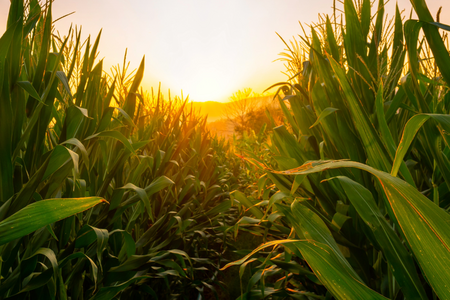 A corn field with a sunset showing in the background.