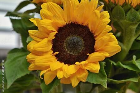 yellow sunflower