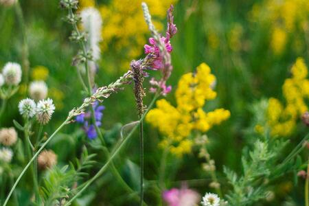 pink purple and yellow flowers growing
