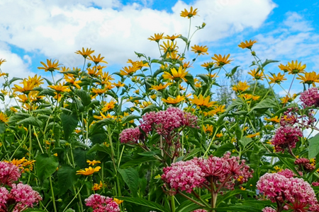 pollinator friendly pink and yellow flowers against a blue sky