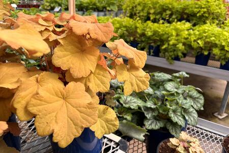 Yellow and green foliage shade plants at a garden center 