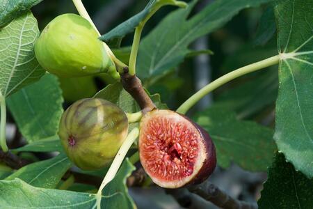 Growing figs on a plant stem
