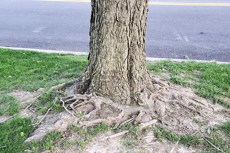 A tree grows next to a street with exposed and damaged girdling roots