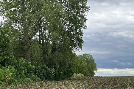 A tree hedgerow growing tall and over crops in a farm field