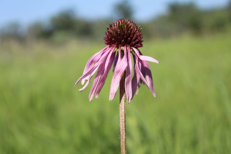 Pale coneflower