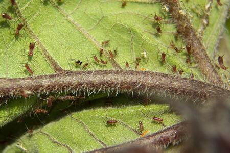 Tiny aphid insects crawling along plant leaves and stems. 