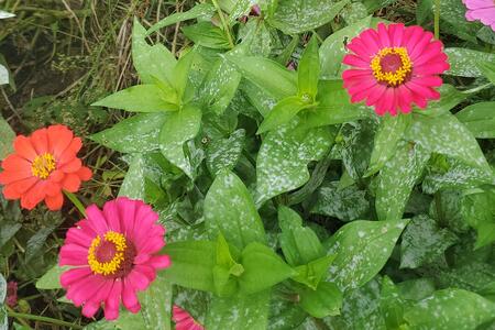 Pink and orange blooming zinnia flowers speckled with white powdery mildew on leaves