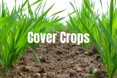 Cover Crops in Field 