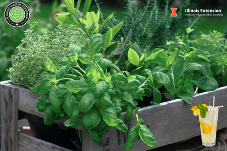 Herbs in a planter with a mocktail drink in a cup