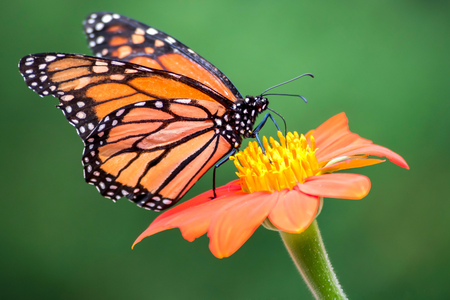 Monarch butterfly landing on orange flower