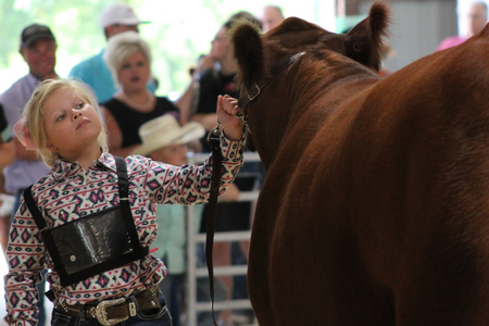 Little girl leading a cow