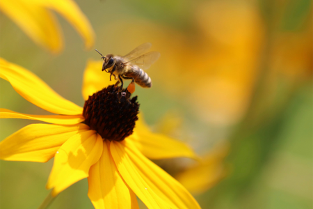 Bee on a flower