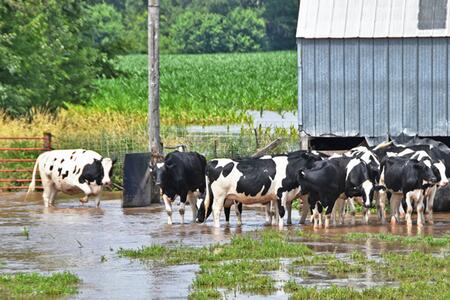A group of Holstein dairy cattle walking through a flooded barn area