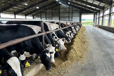 cows eating in a row inside of a barn