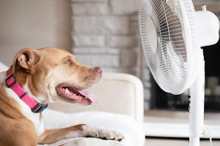 A brown panting dog on a couch faces a fan