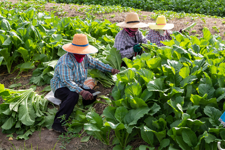 Three people, sitting near a crop row to harvest from a farm field on a hot summer day