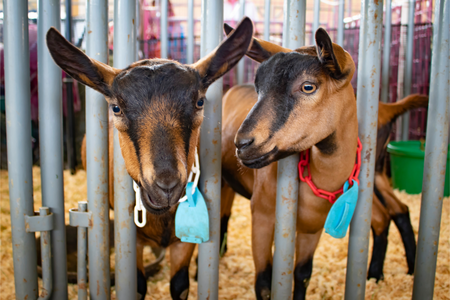 two black and brown Nubian goats with blue tags on their collars looking through a gate