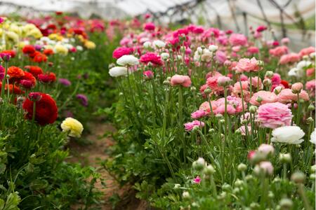 close up of flowers of all colors 