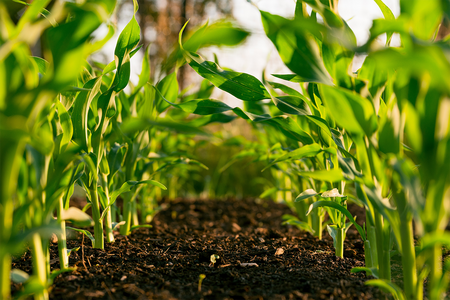 corn growing in field