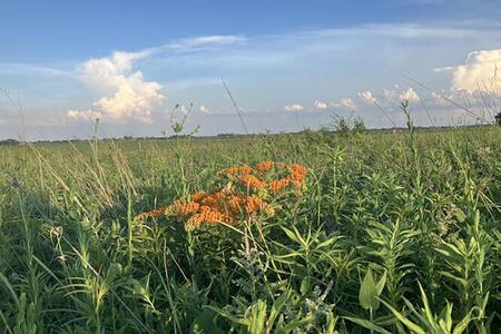 Prairie plants