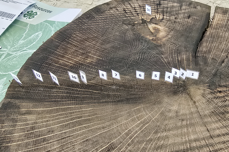 A wood panel marked with flags indicating the tree rings