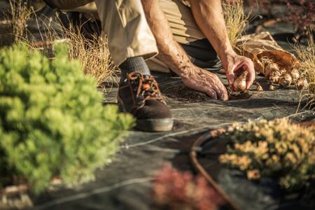 person planting spring bulbs during fall season