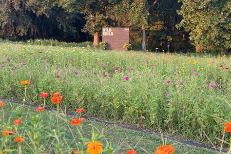 Flowers at a flower farm with a backdrop in the background that says "Wild Child, 2025"