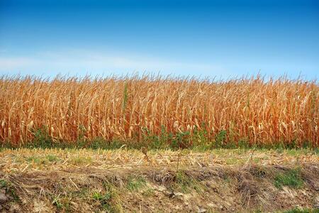 A dry field of corn