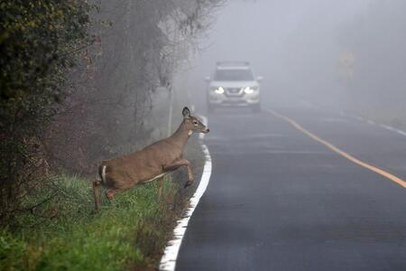 A deer jumping into a road in front of a car on a foggy morning