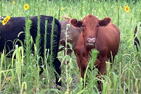 brown cow in field