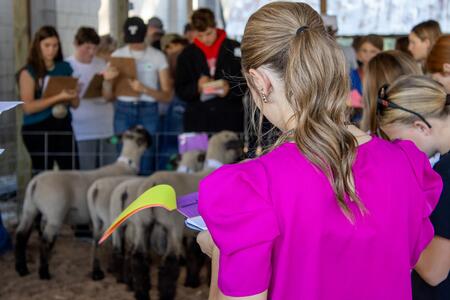 back of girl judging sheep