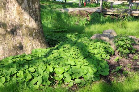 Wild ginger plant grows beneath a red oak tree.