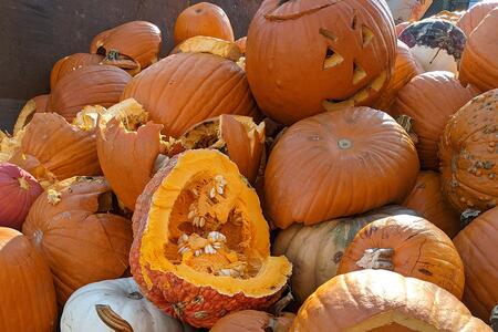 A stack of recently smashed pumpkins piled in a dumpster to be hauled off for compost