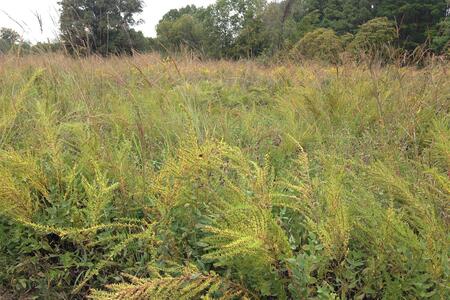 A field overtaken by the invasive plant Sericea lespedeza