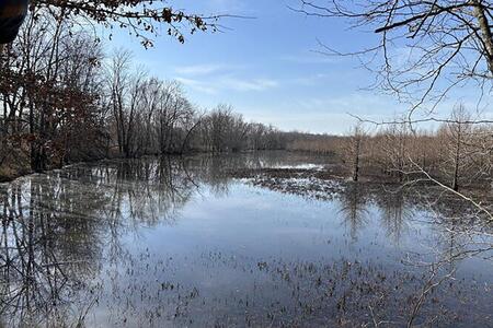A frozen wetland during winter