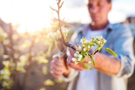 Close Up Of Senior Man Pruning Apple Tree In His Garden Sunny Spring Nature