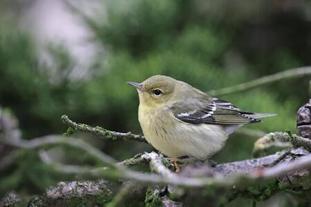 a gray and yellow songbird perched on a branch