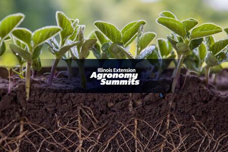 soybeans growing in soil