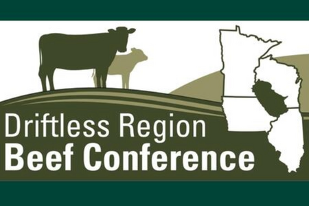 Cow and calf standing on hill beside states that are part of the driftless region 