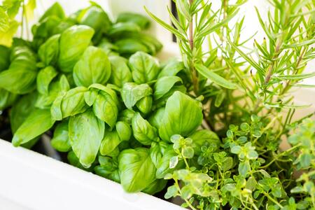 Mixed herbs growing in white pot
