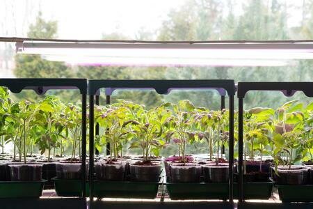 Green tomato seedling in seedling tray under ultraviolet light phytolamps.